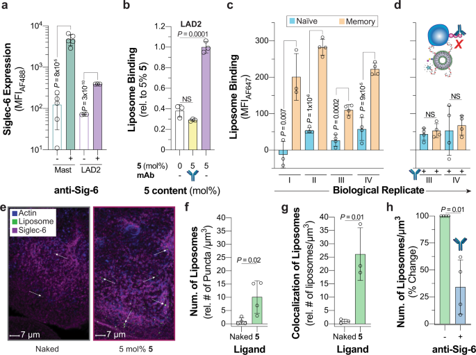 Fig. 5: Targeting Siglec-6 on human cells and tissues.
