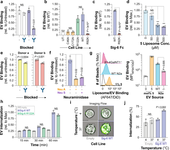 Fig. 6: Siglec-6 binds and internalizes extracellular vesicles through glycolipids independent of its conserved arginine residue.