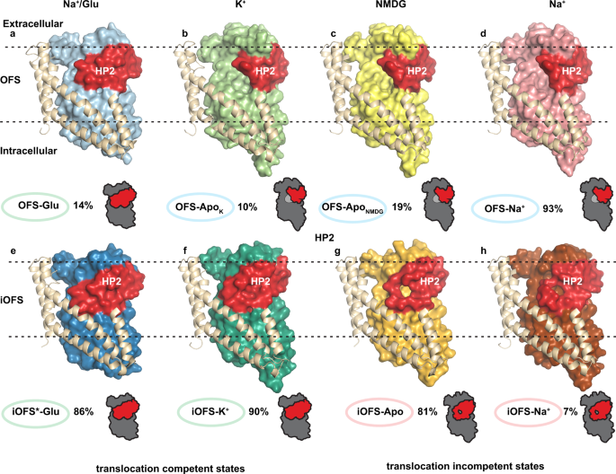 Fig. 1: Outward-facing and occluded intermediate states of EAAT3-X.