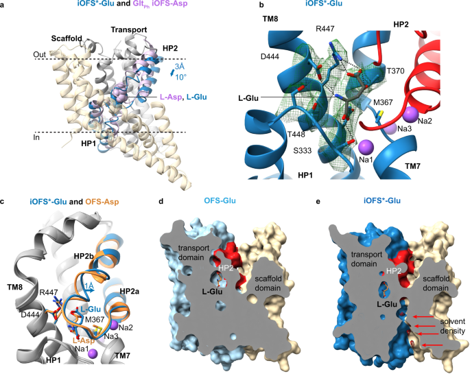 Fig. 2: Glutamate binding to EAAT3.