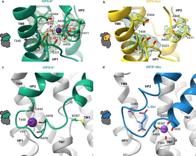 Fig. 3: Potassium binding.