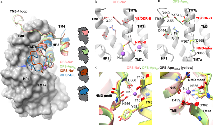 Fig. 5: HP2 opening and the NMD and YE/DDR motif structures in OFS.