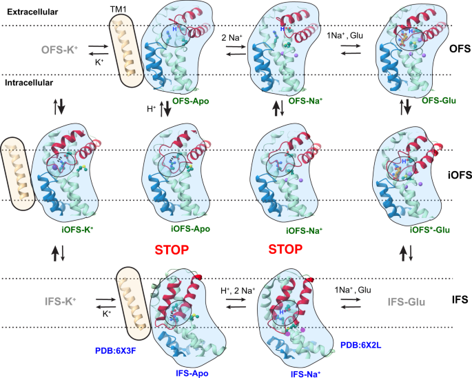 Fig. 6: Molecular mechanism of EAAT3.