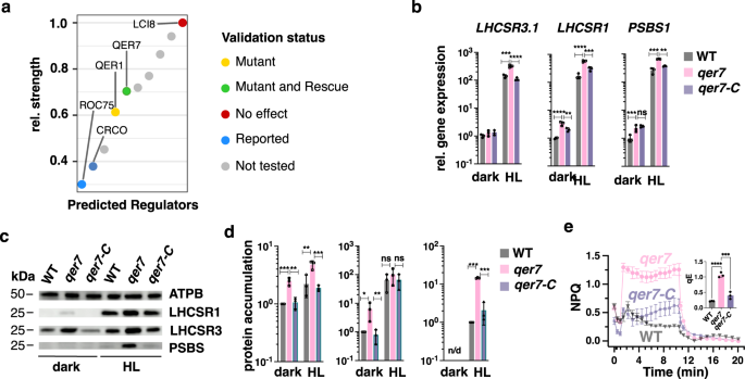 Fig. 3: A PHOT-specific GRN pinpoints QER7 as a suppressor of the expression of qE-related genes.