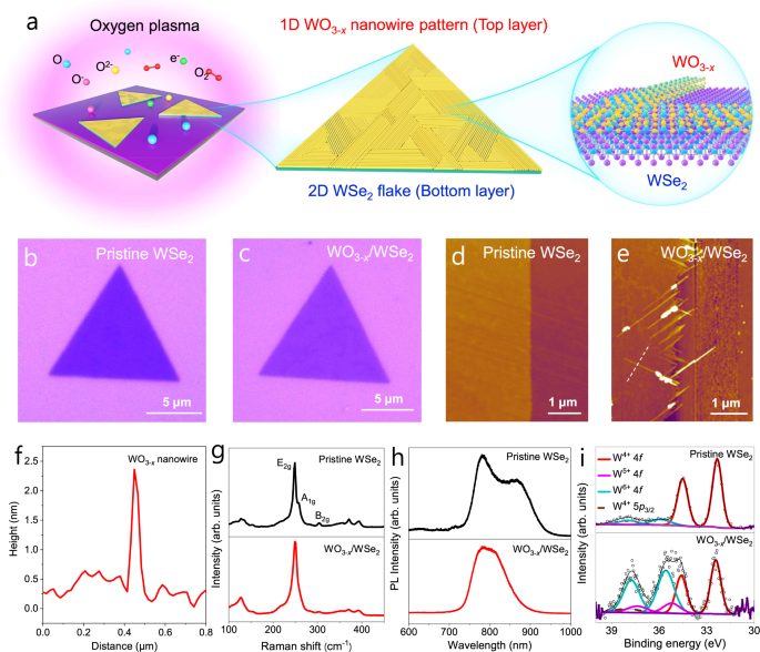 Fig. 1: Formation and morphology of 1D/2D WO3-x/WSe2 heterostructures.