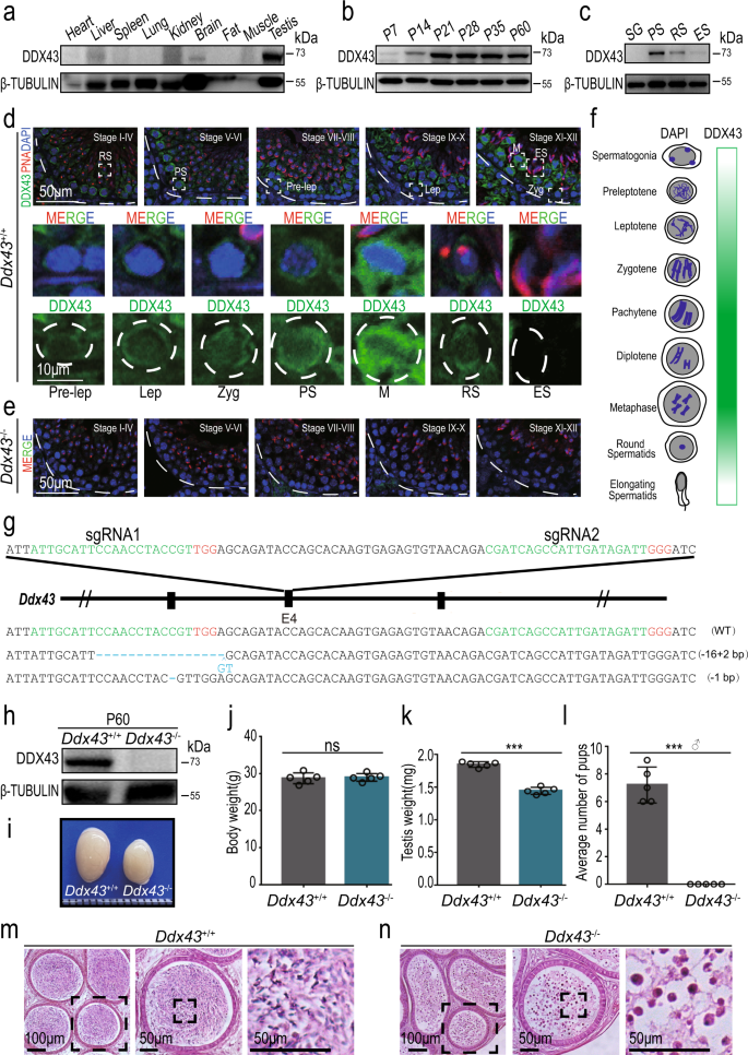 Fig. 1: DDX43 is enriched in mouse testis and indispensable for male fertility.