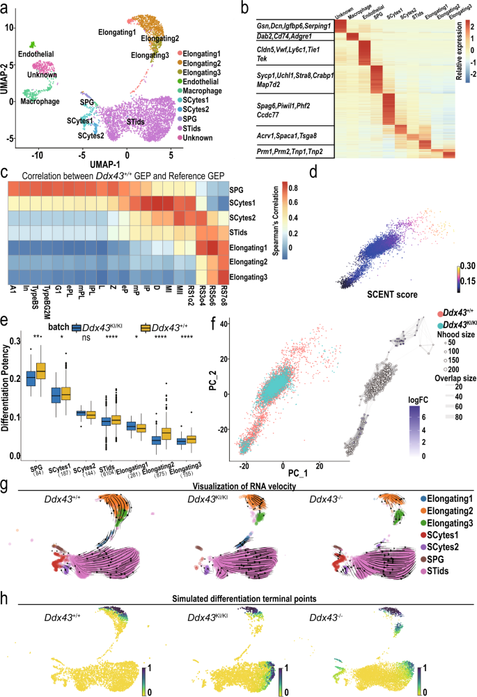 Fig. 4: Overview of single-cell transcriptome profiling on adult Ddx43+/+ and Ddx43 mutant whole testes.