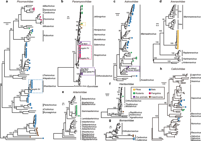 Fig. 4: Phylogeny of other major viral families identified in this study.