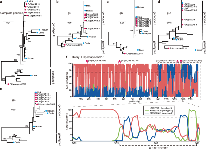 Fig. 5: Phylogenetic history and recombination in pseudorabies viruses (PRVs).