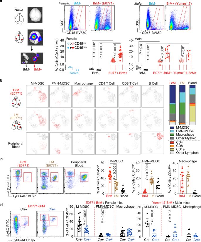 Blocking immunosuppressive neutrophils deters pY696-EZH2–driven brain  metastases