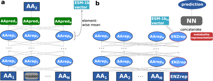 a researcher proposes a model to explain how enzyme substrate figure 2