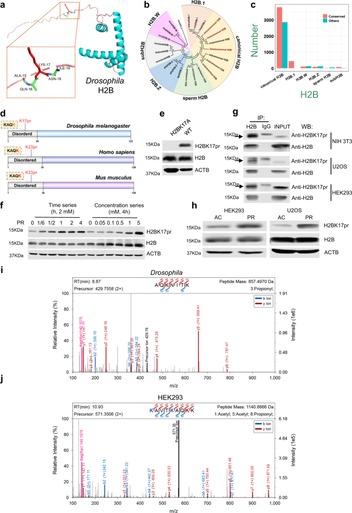 Fig. 3: The structural and evolutionary analysis of H2BK17pr.