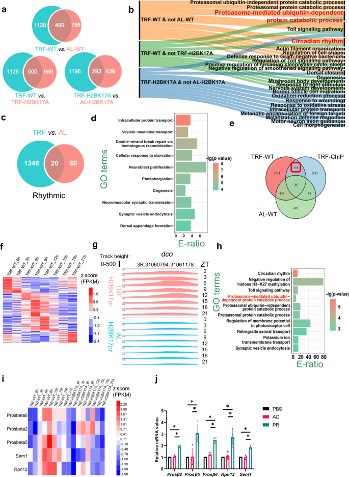 Fig. 6: H2BK17pr mediates the rhythmic regulation of TRF on proteasomal genes.