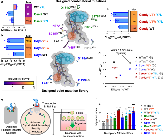 Fig. 3: Design of highly sensitive and chemotactic receptor–peptide pairs.