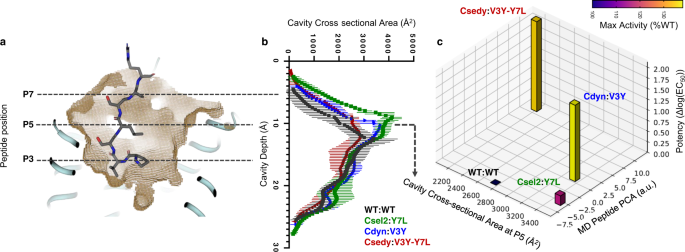 Fig. 5: High level of structural adaptation at the designed receptor–peptide binding interface.