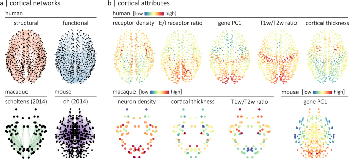 Fig. 1: Annotated connectomes.