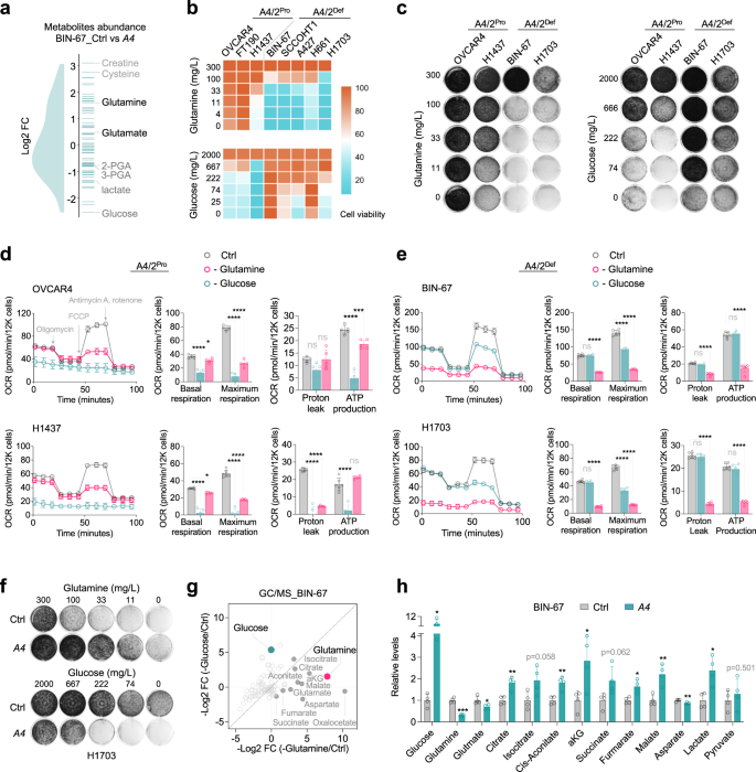 Fig. 3: SMARCA4/2 loss shifts cancer cells to use glutamine as a carbon source for energy supply.