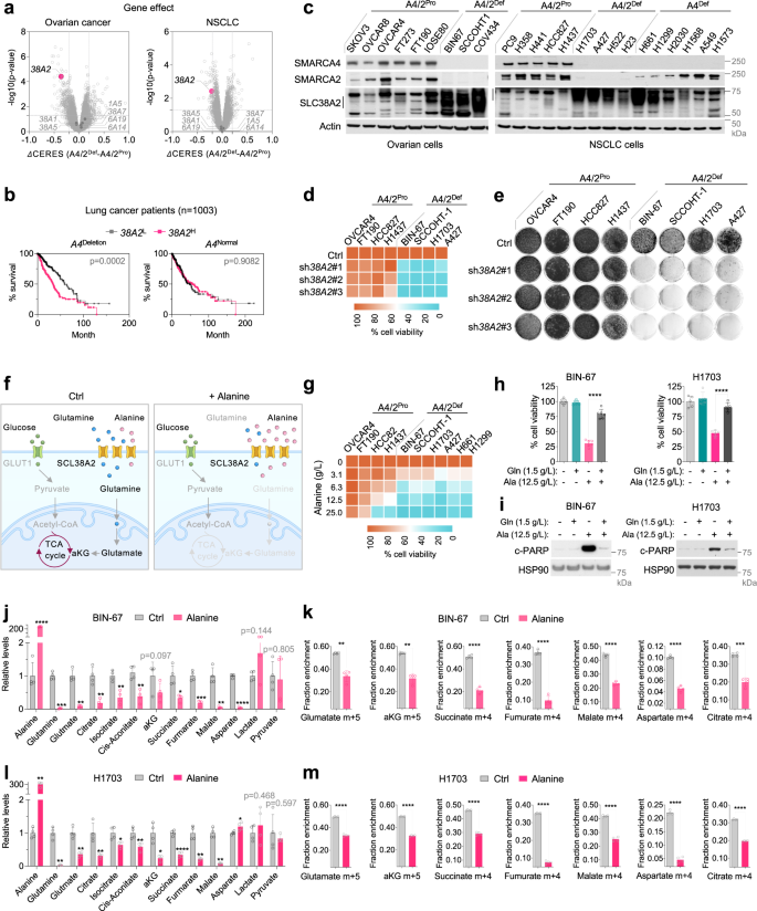 Fig. 5: SMARCA4/2-deficient cancer cells rely on elevated SLC38A2 to import glutamine which can be targeted by alanine through competition.