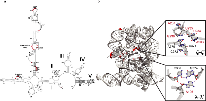 Fig. 2: Tb-seq of O.i. intron detects long-range, evolutionarily conserved RNA-RNA interactions.