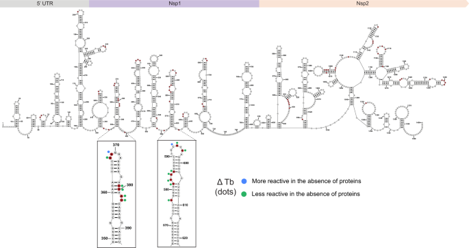 Fig. 5: Tb-seq identifies structural modules in SARS-CoV-2.
