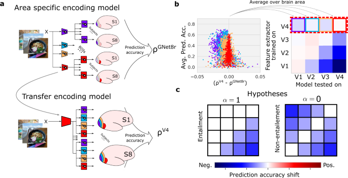 Brain-optimized deep neural network models of human visual areas learn  non-hierarchical representations | Nature Communications