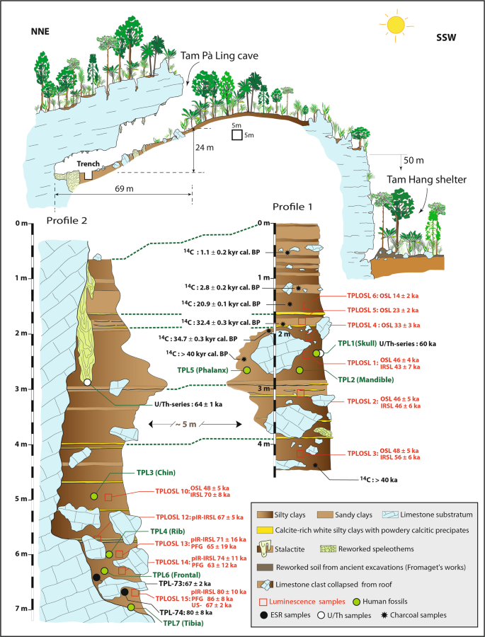 Massive cranium from Harbin in northeastern China establishes a new Middle  Pleistocene human lineage: The Innovation