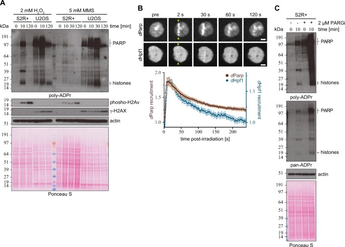 Fig. 2: ADP-ribosylation upon genotoxic stress in Drosophila S2R+ cells.