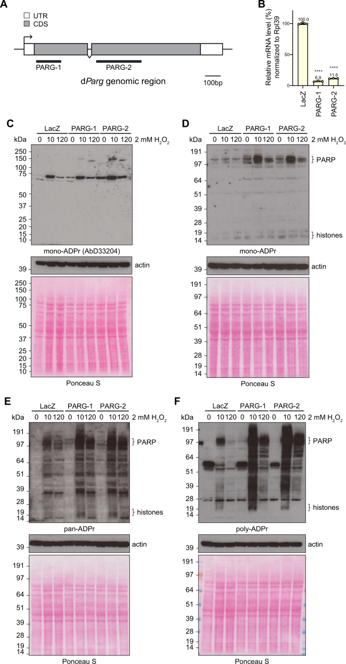 Fig. 5: dParg removes mono-Ser-ADPr in vivo.