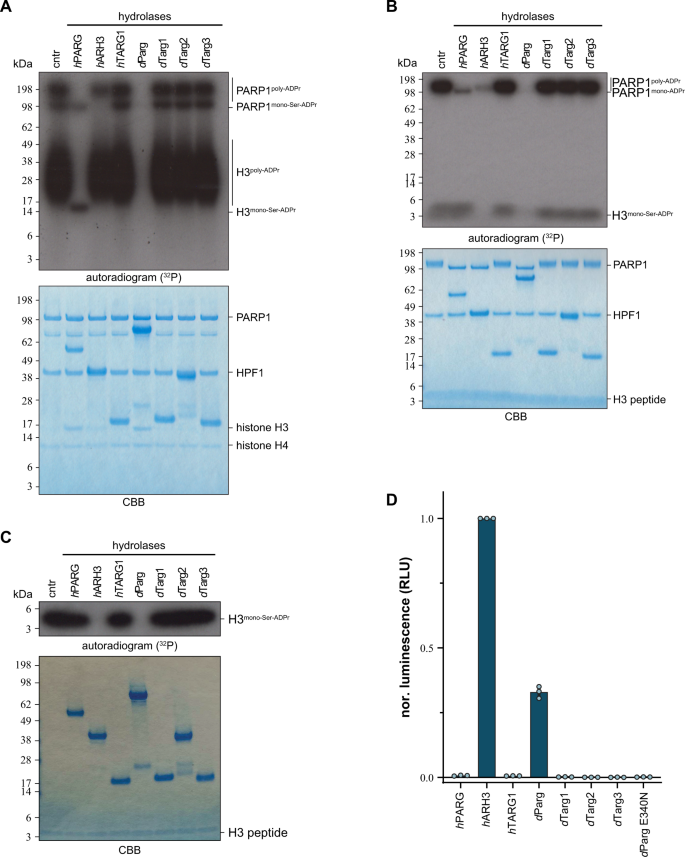 Fig. 7: dParg macrodomain catalyses mono-Ser-ADPr hydrolysis.