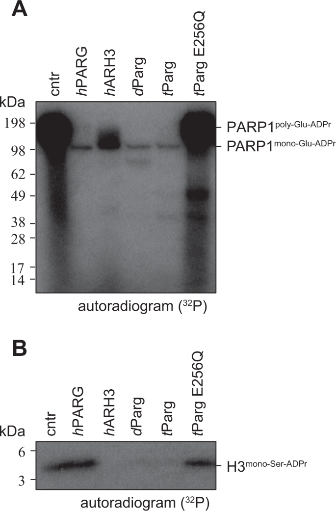 Fig. 9: Protozoa tParg removes mono-Ser-ADPr.