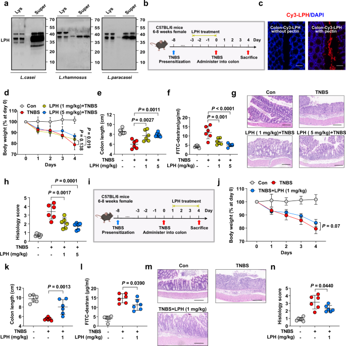 Fig. 1: The preventive and treatment effects of LPH against TNBS-induced colitis.