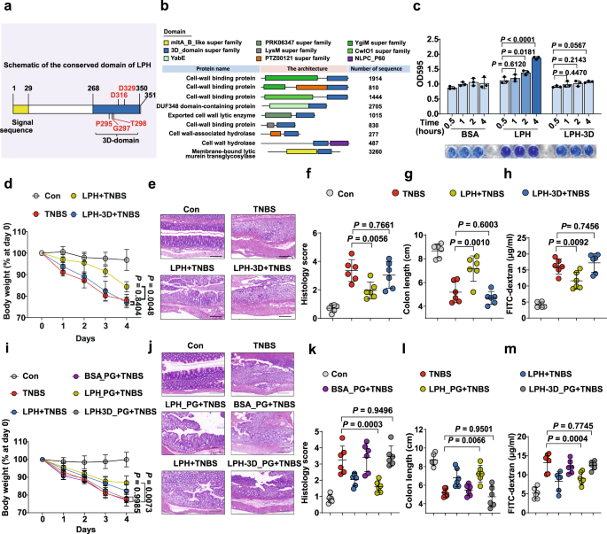 Fig. 2: The peptidoglycan hydrolytic ability is required and sufficient for LPH’s colitis protective effects.