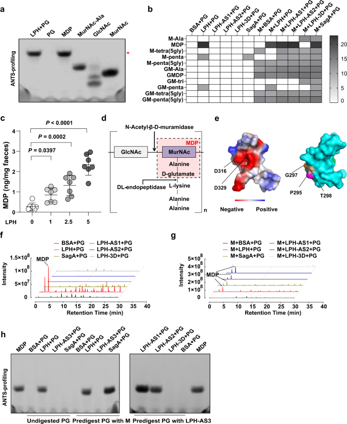 Fig. 3: LPH is a bifunctional peptidoglycan hydrolase.