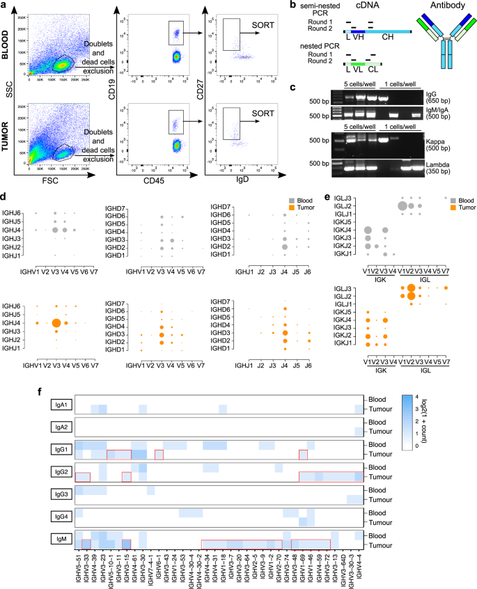 Fig. 3: Antibody repertoires of IgD- memory B cells from melanoma patient blood and tumors.