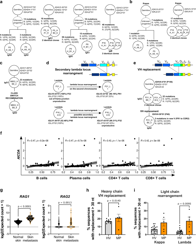 Fig. 5: Tumor-associated B cells show evidence of in situ SHM, CSR and receptor revision.