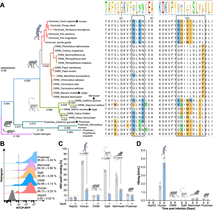 Fig. 1: HBV has a narrow species tropism in primates.