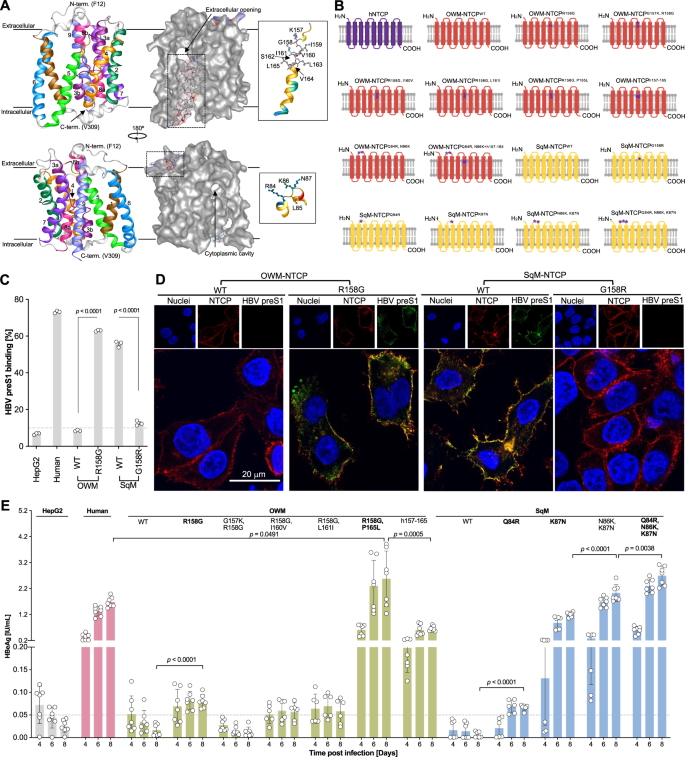 Fig. 2: NTCP polymorphisms in NHPs determines HBV susceptibility.