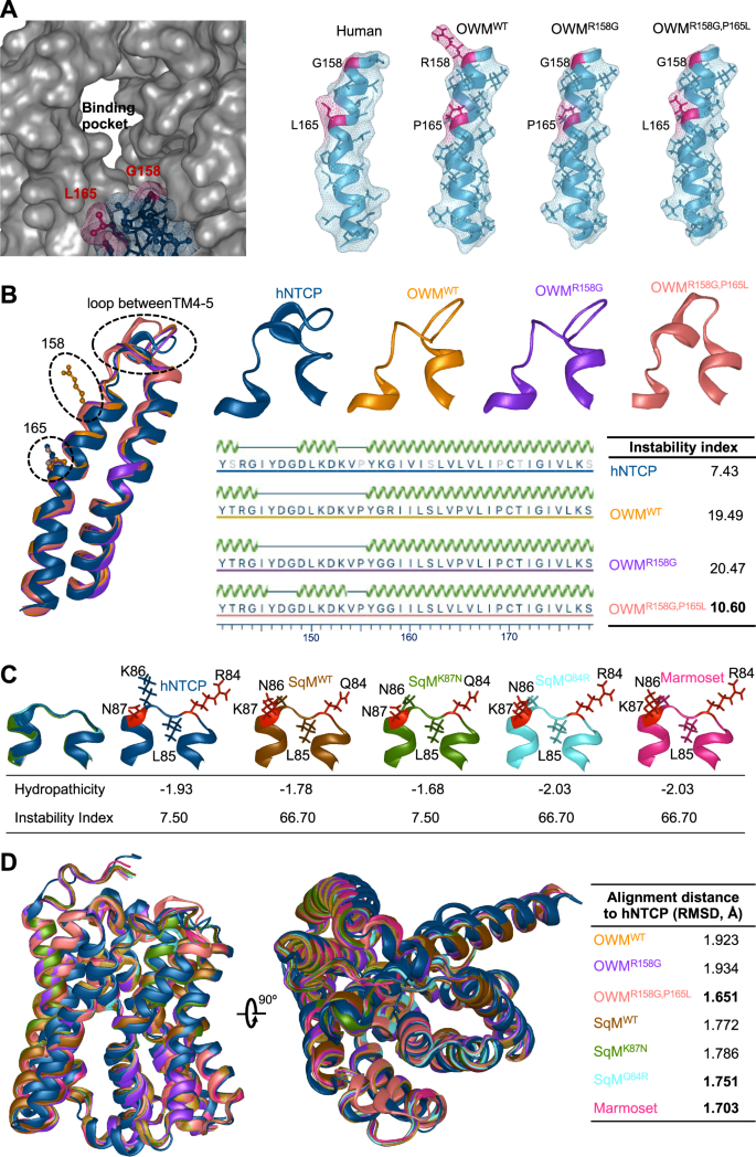 Fig. 3: Structural consequences of humanizing residues in OWM and NWM NTCP.