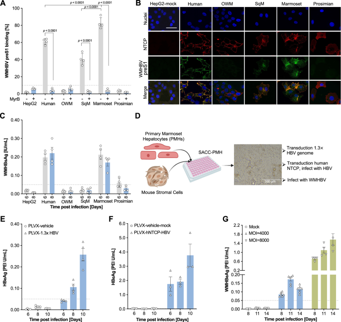 Fig. 4: WMHBV can infect HepG2 cells expressing marmoset NTCP and primary marmoset hepatocytes.