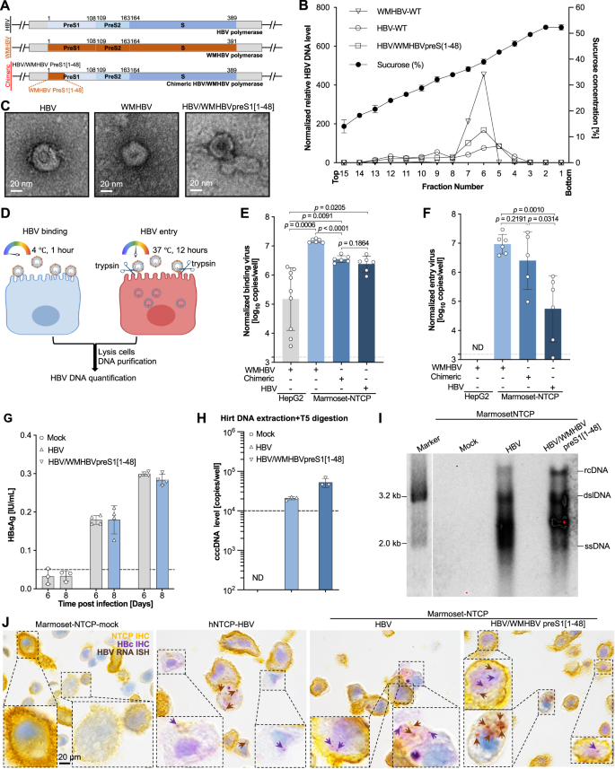 Fig. 5: Generation and characterization of chimeric WMHBV/HBV viruses.