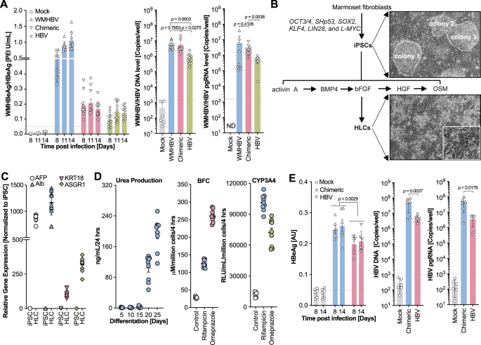 Fig. 6: Simian-adapted HBV causes more robust infections in primary marmoset hepatocytes and induced hepatocyte-like-cells.