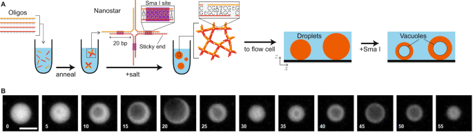 Fig. 1: Experimental overview.