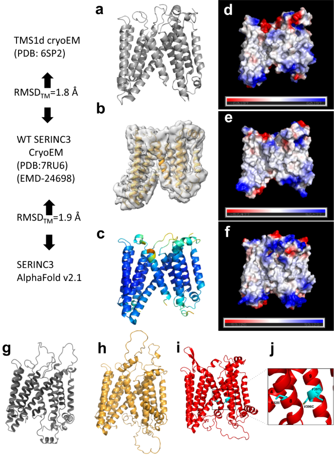 Fig. 2: Conservation in the molecular design of Drosophila TMS1d, hSERINC3 structures and AlphaFold SERINC models, with location of hSERINC5 point mutants that abrogate restriction.