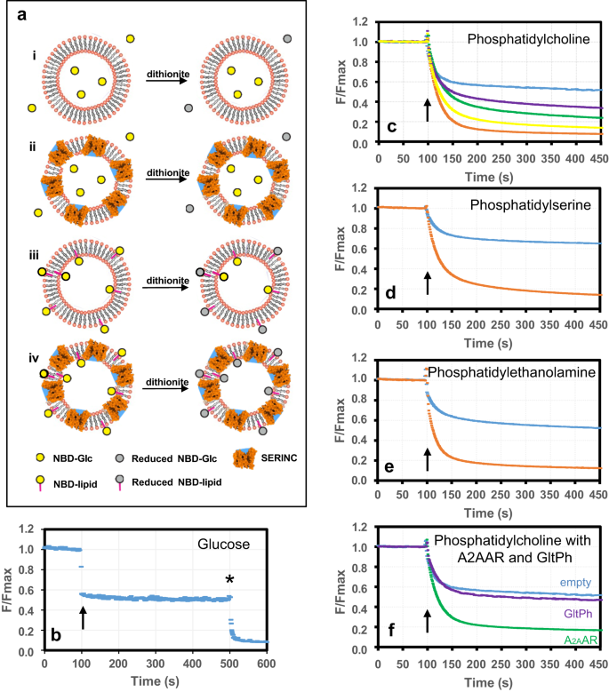 Fig. 3: Fluorescent proteoliposome assay demonstrates that hSERINC3 exhibits lipid flipping activity for PC, PE, and PS.