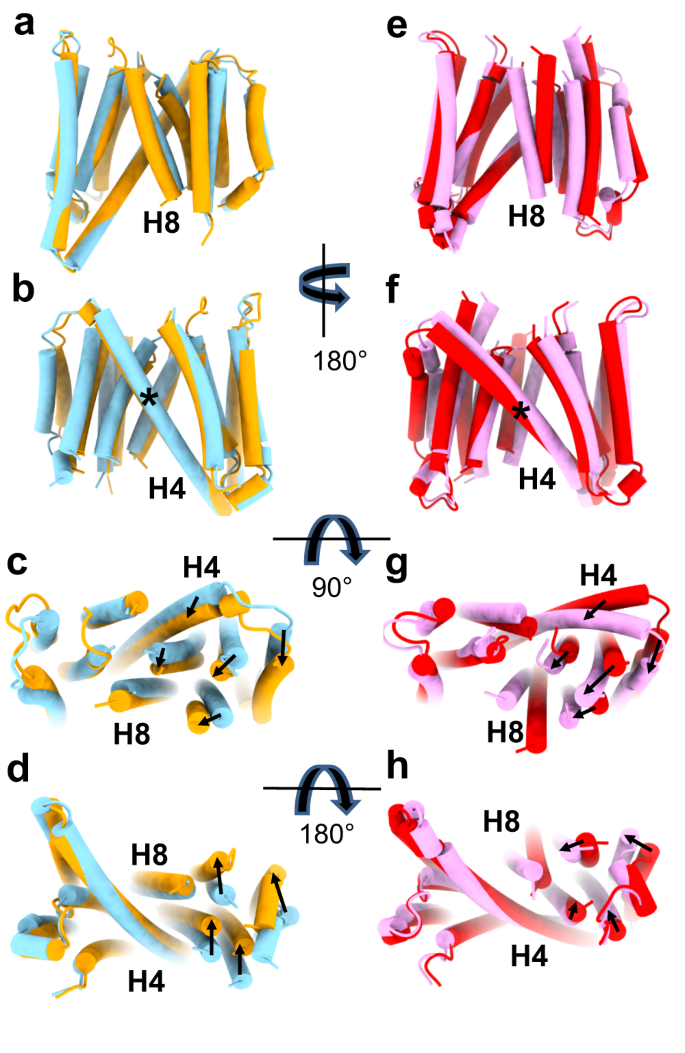 Fig. 5: hSERINC3 cryoEM and hSERINC5 AlphaFold analysis reveal conformational states consistent with an alternating access mechanism for lipid flipping.