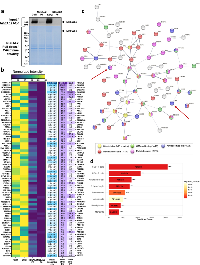 Fig. 3: NBEAL2’s partners in activated T cells.