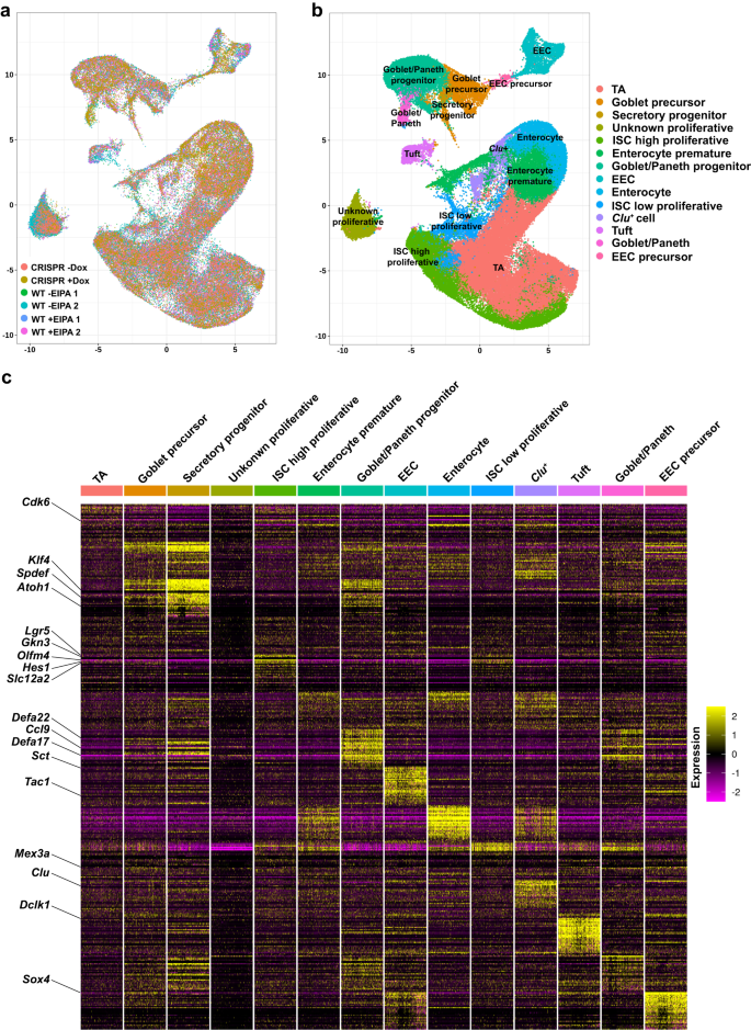 Fig. 3: Single-cell transcriptome survey of intestinal organoids.