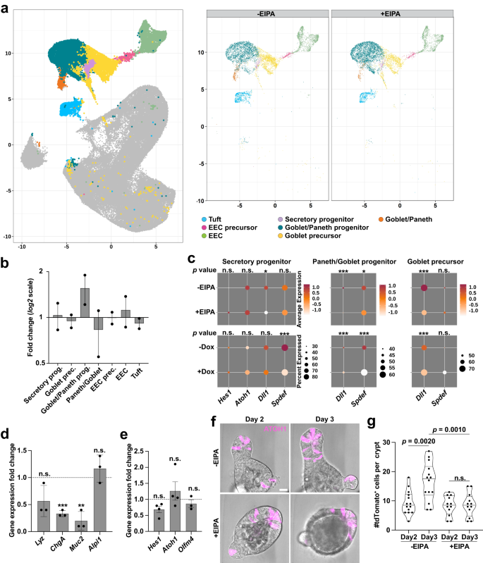 Fig. 5: Loss of NHE1 activity impaired the secretory lineage.
