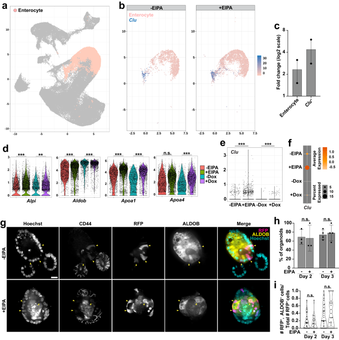 Fig. 7: Loss of NHE1 activity retains the absorptive lineage specification.