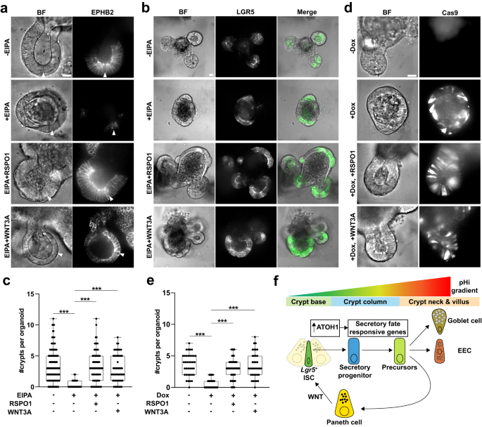 Fig. 9: Exogenous WNT rescues crypt budding impaired with loss of NHE1 activity.